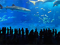 美ら海水族館