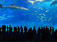 美ら海水族館